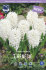 Гиацинт Карнеги (Hyacinthus Carnegie), 5 шт (разбор 16/17)