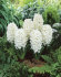 Гиацинт Карнеги (Hyacinthus Carnegie), 5 шт (разбор 16/17)