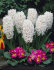Гиацинт Карнеги (Hyacinthus Carnegie), 5 шт (разбор 16/17)