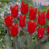 Тюльпан Рэд Райдинг Худ (Tulipa Red Riding Hood = Roodkapje), 25 шт (разбор 11/12)