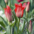 Тюльпан Рэд Райдинг Худ (Tulipa Red Riding Hood = Roodkapje), 25 шт (разбор 11/12)