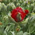 Тюльпан Дабл Рококо (Tulipa Double Rococo), 10 шт (разбор 12/14)