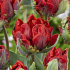 Тюльпан Дабл Рококо (Tulipa Double Rococo), 10 шт (разбор 12/14)