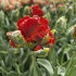 Тюльпан Дабл Рококо (Tulipa Double Rococo), 10 шт (разбор 12/14)