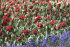 Тюльпан Дабл Рококо (Tulipa Double Rococo), 10 шт (разбор 12/14)