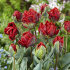 Тюльпан Дабл Рококо (Tulipa Double Rococo), 10 шт (разбор 12/14)