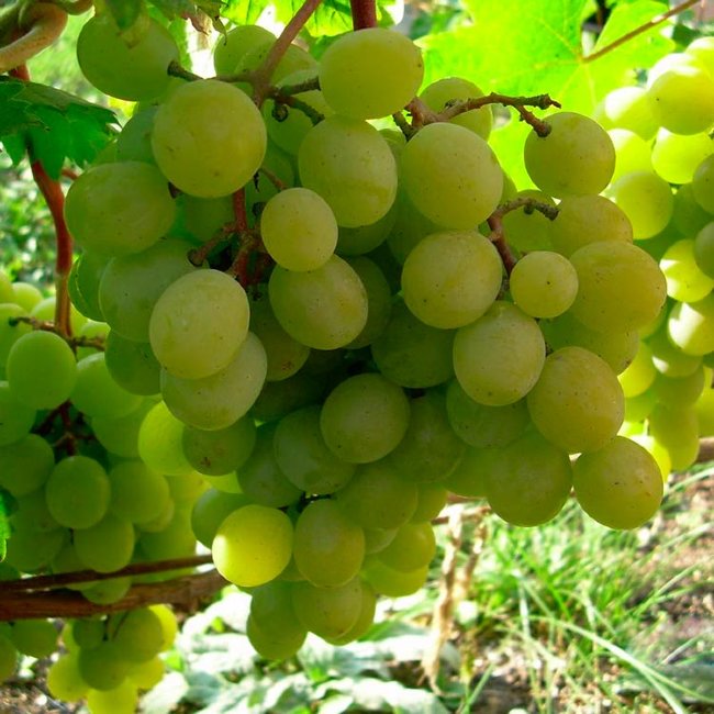 Виноград Алтайский Белый