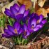 Крокус Руби Джаент (Crocus tommasinianus Ruby Giant), 25 шт (разбор 5/7)