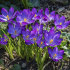 Крокус Руби Джаент (Crocus tommasinianus Ruby Giant), 25 шт (разбор 5/7)