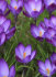 Крокус Руби Джаент (Crocus tommasinianus Ruby Giant), 25 шт (разбор 5/7)