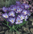 Крокус Руби Джаент (Crocus tommasinianus Ruby Giant), 25 шт (разбор 5/7)