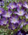 Крокус Руби Джаент (Crocus tommasinianus Ruby Giant), 25 шт (разбор 5/7)