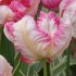 Тюльпан Сильвер Пэррот (Tulipa Silver Parrot), 10 шт (разбор 11/12)