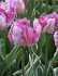 Тюльпан Сильвер Пэррот (Tulipa Silver Parrot), 10 шт (разбор 11/12)