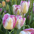 Тюльпан Сильвер Пэррот (Tulipa Silver Parrot), 10 шт (разбор 11/12)