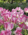 Тюльпан Сильвер Пэррот (Tulipa Silver Parrot), 10 шт (разбор 11/12)
