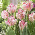 Тюльпан Сильвер Пэррот (Tulipa Silver Parrot), 10 шт (разбор 11/12)