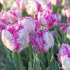 Тюльпан Сильвер Пэррот (Tulipa Silver Parrot), 10 шт (разбор 11/12)