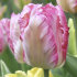 Тюльпан Сильвер Пэррот (Tulipa Silver Parrot), 10 шт (разбор 11/12)