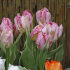 Тюльпан Сильвер Пэррот (Tulipa Silver Parrot), 10 шт (разбор 11/12)