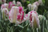 Тюльпан Сильвер Пэррот (Tulipa Silver Parrot), 10 шт (разбор 11/12)