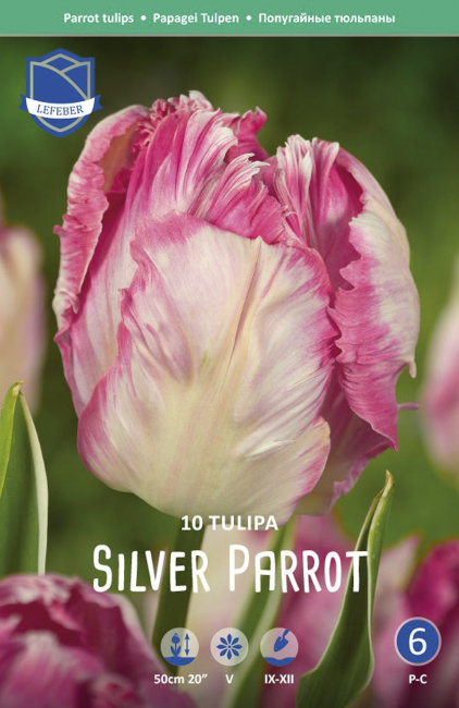 Тюльпан Сильвер Пэррот (Tulipa Silver Parrot), 10 шт (разбор 11/12)