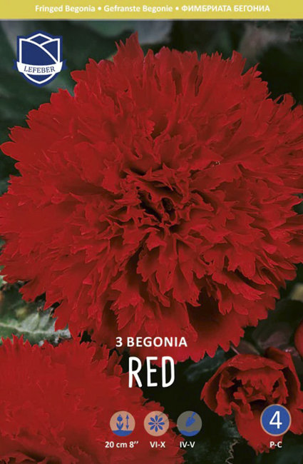Бегония фимбриата Ред (Fimbriata RED), 3 шт