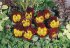 Виола крупноцветковая Кетс Ред энд Голд (100 шт)