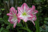 Amaryllis-Exposure.jpg