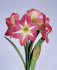 Hippeastrum Exposure.jpg