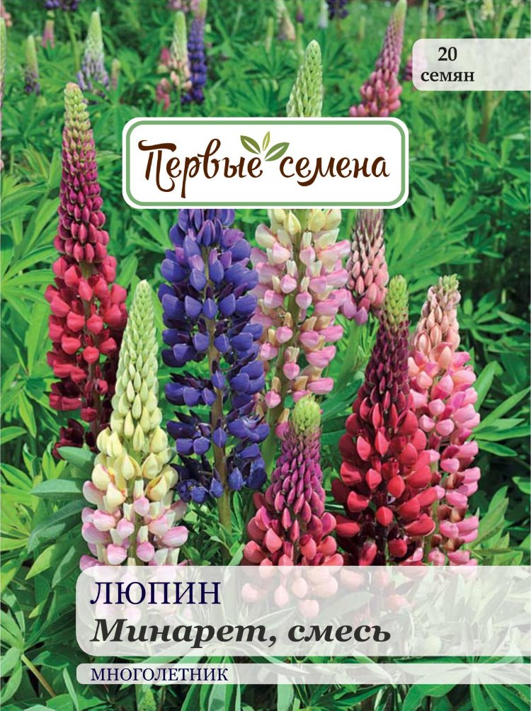 Люпин многолистный минарет