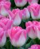Тюльпан Иннуэндо (Tulipa Innuendo), 10 шт (разбор 12/14)
