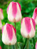 Тюльпан Иннуэндо (Tulipa Innuendo), 10 шт (разбор 12/14)