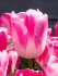 Тюльпан Иннуэндо (Tulipa Innuendo), 10 шт (разбор 12/14)