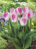 Тюльпан Иннуэндо (Tulipa Innuendo), 10 шт (разбор 12/14)