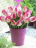 Тюльпан Иннуэндо (Tulipa Innuendo), 10 шт (разбор 12/14)