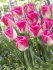 Тюльпан Иннуэндо (Tulipa Innuendo), 10 шт (разбор 12/14)