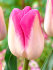 Тюльпан Иннуэндо (Tulipa Innuendo), 10 шт (разбор 12/14)