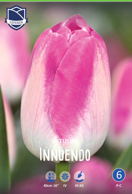 Тюльпан Иннуэндо (Tulipa Innuendo), 10 шт (разбор 12/14)