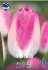 Тюльпан Иннуэндо (Tulipa Innuendo), 10 шт (разбор 12/14)