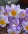 Крокус Зибера Файерфлай (Crocus Sieberi Firefly), 25 шт (разбор 5/7)