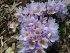 Крокус Зибера Файерфлай (Crocus Sieberi Firefly), 25 шт (разбор 5/7)