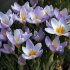 Крокус Зибера Файерфлай (Crocus Sieberi Firefly), 25 шт (разбор 5/7)