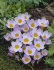 Крокус Зибера Файерфлай (Crocus Sieberi Firefly), 25 шт (разбор 5/7)