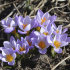 Крокус Зибера Файерфлай (Crocus Sieberi Firefly), 25 шт (разбор 5/7)
