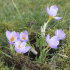 Крокус Зибера Файерфлай (Crocus Sieberi Firefly), 25 шт (разбор 5/7)