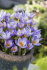 Крокус Зибера Файерфлай (Crocus Sieberi Firefly), 25 шт (разбор 5/7)