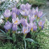 Крокус Зибера Файерфлай (Crocus Sieberi Firefly), 25 шт (разбор 5/7)