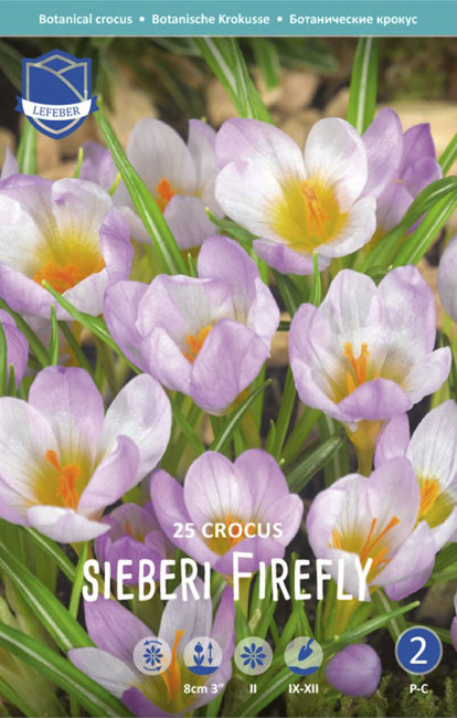 Крокус Зибера Файерфлай (Crocus Sieberi Firefly), 25 шт (разбор 5/7)
