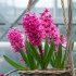 Гиацинт Ян Бос (Hyacinthus Jan Bos), 3 шт (разбор 14/15)